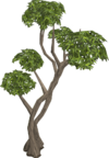 Eucalyptus Trees