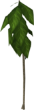Teak Trees