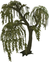 Willow Trees